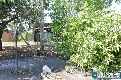 Одна з причин знеструмлення цілих мікрорайонів &ndash; високі дерева