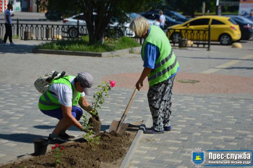 На Каштановій алеї висаджують троянди