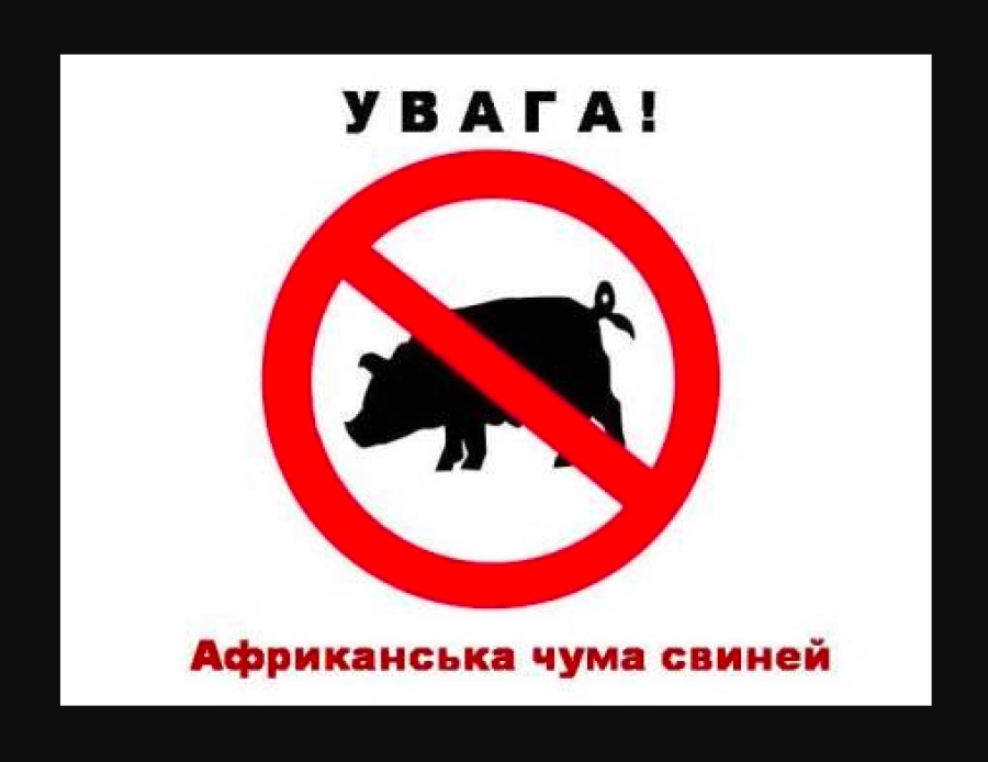 Обережно: Африканська чума свиней!