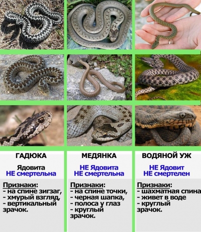 ЩО ПОТРІБНО ЗНАТИ ПРО ЗМІЙ, КОЛИ ВІДПОЧИВАЄШ НА ПРИРОДІ