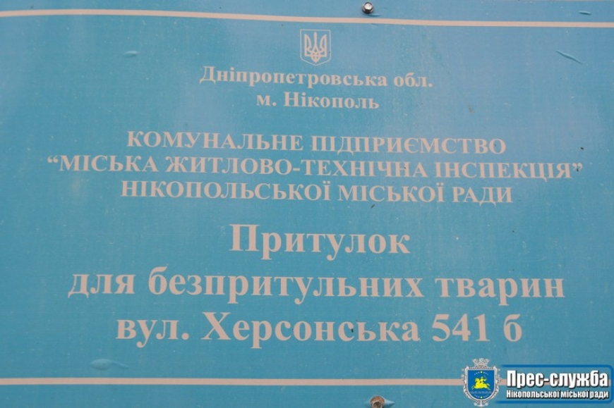 Запрошуємо нікопольців знайти собі чотирилапого друга