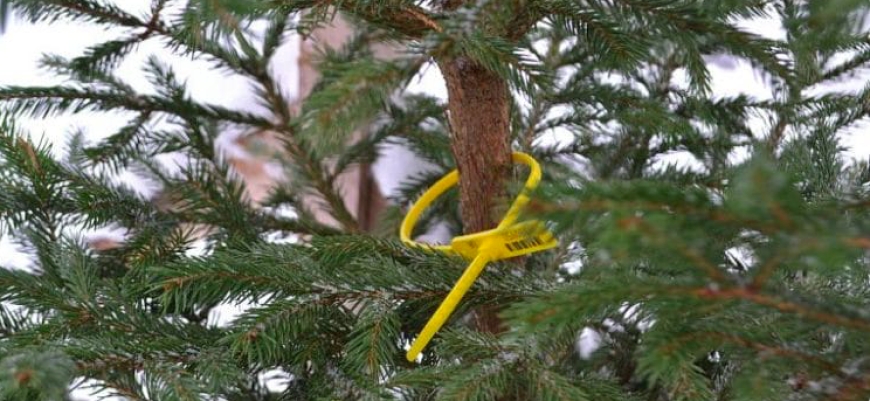 Про посилення заходів державного нагляду (контролю) під час періоду заготівлі дерев хвойних порід в передноворічний період